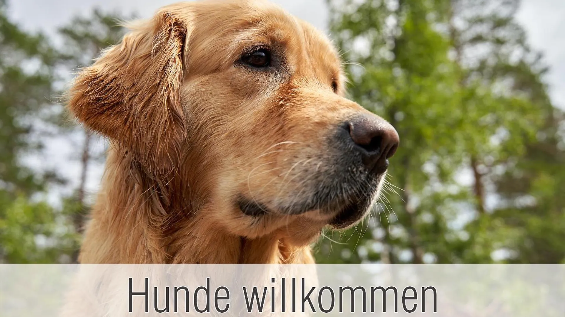 Huette41: Ganze Huette Nah Am See Mit Privatem Whirlpool, Sauna. Umzaeunt. Waldkirchen 0*,  Germany